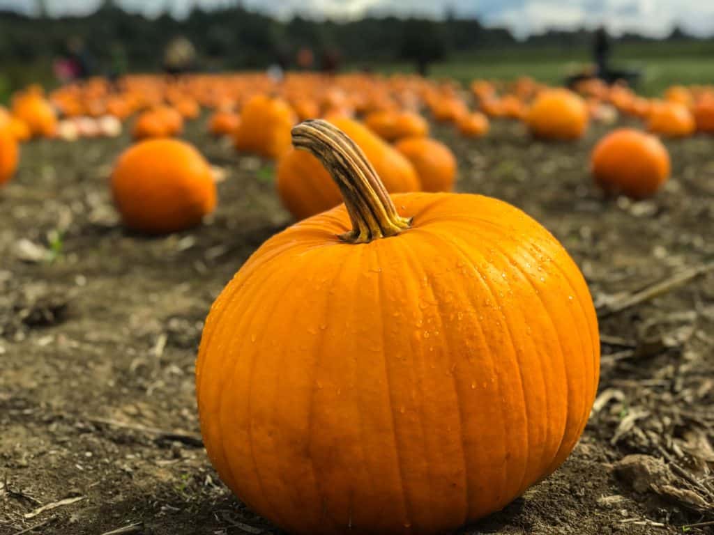 seasonal fall foods and how to use them - pumpkin