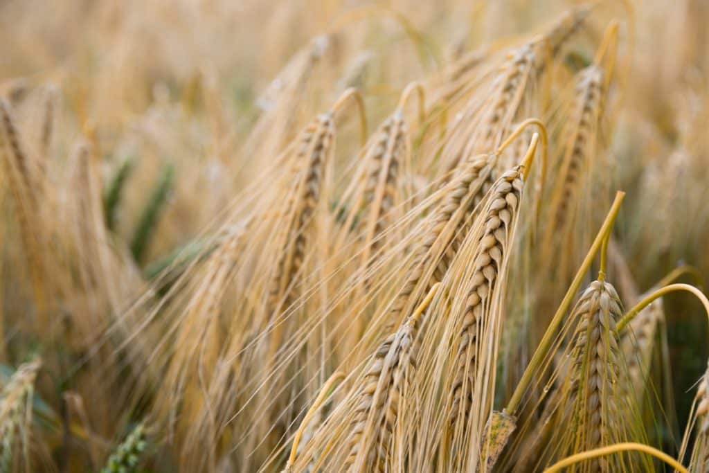 wheat field