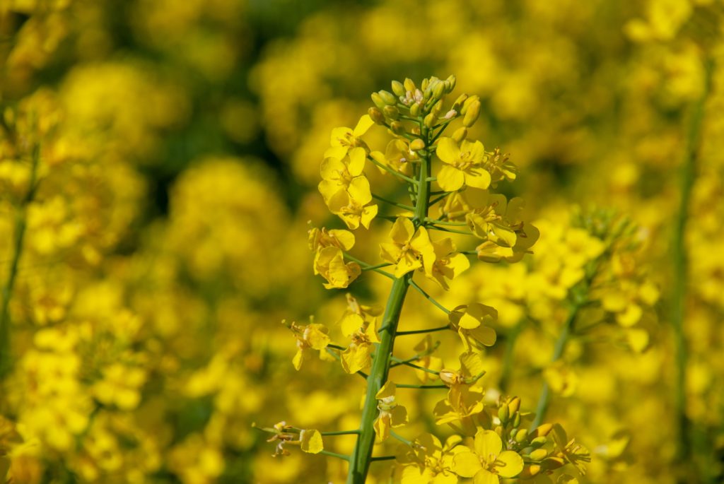 Canola plant