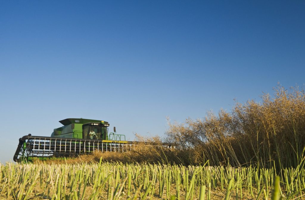 canola harvest